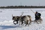The Day of the reindeer-breeder3